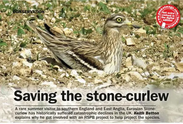  ??  ?? The parent Eurasian Stone-curlews take it in turns to incubate the eggs for around 27 days.