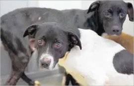  ??  ?? TWO OF THE 35 dogs rescued from Robert Bustamante Flores’ home in Corona. Police say Flores, 72, will be charged with animal cruelty as well as bank robbery.