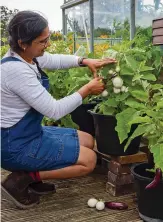  ?? ?? Rekha’s endless aubergine crop includes ‘Pianta delle Uova’
