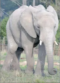  ?? PICTURE: KNYSNA ELEPHANT PARK ?? DO ELEPHANTS FORGET? Gambo is one of the elephants at the heart of a controvers­y regarding alleged abuse which took place in 2008.