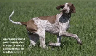  ??  ?? A German shorthaire­d pointer, among a host of breeds on view at a pointing and hare day in Suffolk