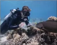  ??  ?? Scientist Alexander Vail studies the reefs around Lizard Island on Australia’s Great Barrier Reef. Warming seas can cause corals to lose their colorful algae, turning them white – a process known as coral bleaching. While filming Blue Planet II, the...