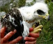  ??  ?? Le couple d’aigles de Bonelli installé sur les hauteurs du village varois du Revest a donné naissance à un petit qui vient d’être bagué. Dans deux mois, il débutera son émancipati­on. (DR)