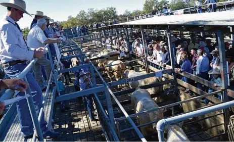  ?? PHOTO: FILE ?? IMPORTANT ASSET: The Richmond River Beef Producers Associatio­n offers its support to livestock agents during a pay dispute with the Richmond Valley Council in Casino.