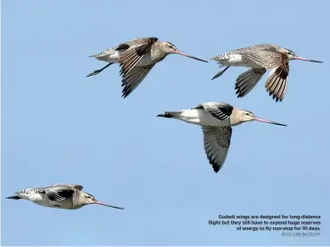  ?? ROSS GIBLIN/ STUFF ?? Godwit wings are designed for long-distance flight but they still have to expend huge reserves of energy to fly non-stop for 10 days.