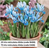  ??  ?? 25 Iris reticulata Alida (code B408) 75 Iris reticulata Alida (code E408)