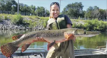  ?? Illinois Department of Natural Resources ?? ILLINOIS STATE biologist Nerissa McClelland holds an alligator gar at Powerton Lake. Officials are reintroduc­ing the gar, once reviled as a “trash fish,” to waters in northern reaches where it had become extinct.