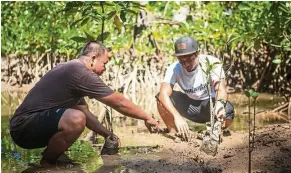  ??  ?? The community in Taritipan village has been replanting mangroves to enrich local marine life.