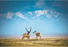  ?? Christophe­r Miller / New York Times 2019 ?? Caribou are seen in the Arctic National Wildlife Refuge in Alaska. Environmen­talists have vowed to try to block drilling lease sales.