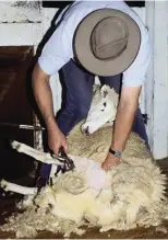  ??  ?? Quick trim: Sheep shearer in action