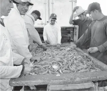  ?? FOTO:VICENTE GUERRERO ?? &gt;Preocupa que la producción se ponga en riesgo con enfermedad­es como la cabeza amarilla.