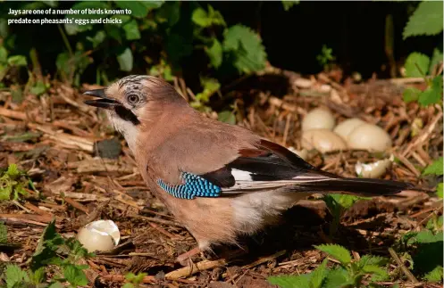  ??  ?? Jays are one of a number of birds known to predate on pheasants’ eggs and chicks