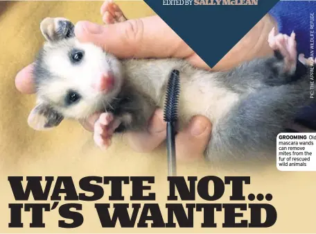  ??  ?? GROOMING Old mascara wands can remove mites from the fur of rescued wild animals