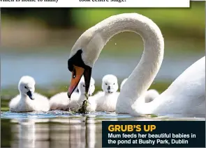  ?? ?? GRUB’S UP
Mum feeds her beautiful babies in the pond at Bushy Park, Dublin