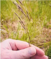  ?? Photo / Supplied ?? Chilean needle grass is a noxious plant that is a danger to livestock.