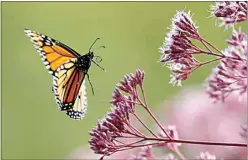  ?? ROBERT F. BUKATY / AP ?? In this file photo, a Monarch butterfly flies to a Joe Pye weed in Freeport, Maine.