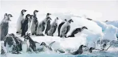  ?? FOTO: DPA ?? Meer, wir kommen: Szene aus „Die Reise der Pinguine 2“.