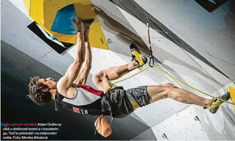  ??  ?? Jako pavouk na stěně Adam Ondra vyniká v obtížnosti lezení a v bouldering­u. Teď to předvádí i na mistrovstv­í světa. Foto: Monika Brkalová