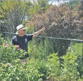  ?? ADAM MACINNIS/THE NEWS ?? Roy Beck has built an approximat­ely nine-foot-high fence to keep the deer from eating his garden in New Glasgow.