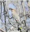  ?? T. MICHAEL HARRISON ?? Record numbers of Bohemian Waxwings continue to be reported from our district.