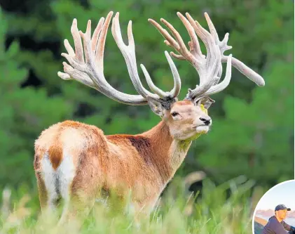  ?? Photos / NZME ?? Stags are prized for their impressive antlers. INSET: Willie Duley says hunting is a passion and a way of life.