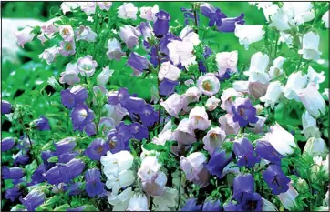  ??  ?? A big show: Canterbury bells, with their delicate outlines, are a cottage garden favourite