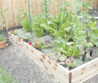  ?? Courtesy of the Bidgood family ?? This garden in Stapleton belongs to Jason Bidgood, who started gardening with a Habitat Hero pre-planned garden when he moved into his home. He has been building on it ever since.