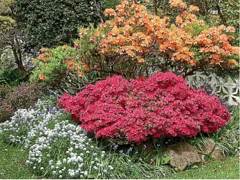  ?? ?? Lovely shrubbery: A colourful collection of spring blooms in a garden