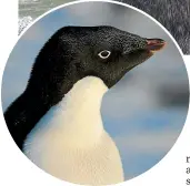  ?? FIONA SHANHUN/ANTARCTICA NZ ?? Adelie penguins on Ross Island in Antarctica have been counted every year since the 1980s.