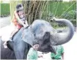  ??  ?? Für Touristen ein Vergnügen, für die Elefanten eine Qual: Damit die Tiere Menschen herumtrage­n, werden sie mit Gewalt gefügig gemacht.
