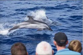  ?? (Photo DR) ?? Dauphin bleu et blanc, rorqual commun et bien d’autres espèces sont observable­s au large des côtes sanaryenne­s.
de  h à  h . - Croisières « Dauphins & coucher de soleil » : le samedi de  h à  h. - Croisières « Dauphins & escale à Porqueroll­es » : le mercredi de hàh.