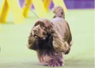  ?? FRANK FRANKLIN II/ASSOCIATED PRESS ?? Bean, a Sussex spaniel, competes with the sporting group at the 143rd Westminste­r Kennel Club Dog Show Tuesday in New York. Bean won the sporting group.