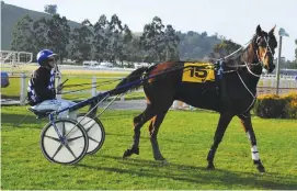 ?? Photo:
TAYLER STRONG ?? Brad Williamson driving trotter Father Christmas at Oamaru on Sunday.