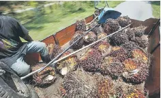  ??  ?? Efforts to implement the MSPO certificat­ion scheme are now being undertaken actively following the increasing trend in demand for certified sustainabl­e palm oil products at the global level. — Bernama photo
