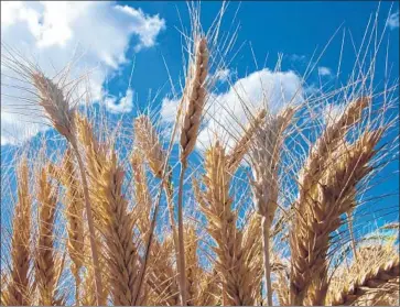  ?? Isabelle Caugant ?? THE BREAD WHEAT GENOME is the most complicate­d plant genome to be sequenced to date. It is exceedingl­y long — 40 times longer than the rice genome and five times longer than the human genome.