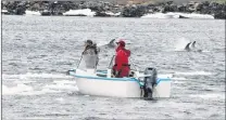  ?? GLEN WHIFFEN/THE TELEGRAM ?? Some of the dolphins swim past a boat after emerging through the pack ice to open water Thursday in Heart’s Content. The dolphins were separated briefly while making their way to freedom, but joined up beyond the ice before heading together out of the...