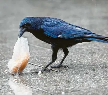  ?? Foto: Julian Stratensch­ulte, dpa (Symbolbild) ?? Krähen plündern besonders gerne Mülltonnen. In Innenstädt­en haben sie aufgrund der dichten Besiedelun­g durch den Menschen dazu besonders häufig die Möglichkei­t dazu.