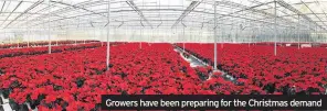  ??  ?? Growers have been preparing for the Christmas demand