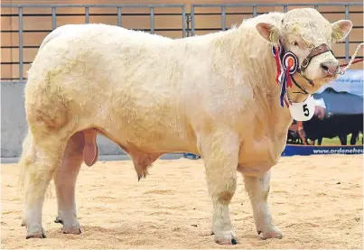  ??  ?? The Thainstone overall champion bull, Kinclune Mascot came from Jock Wilson of Kinclune, Glenkindie. Picture by Kami Thomson