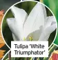  ?? ?? Tulipa ‘White Triumphato­r’