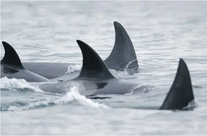  ??  ?? A pod of orcas swims near San Juan Island. Southern resident killer whales face a 25 per cent risk of extinction over the next 100 years if threats to their survival are not reduced, Misty MacDuffee and Jeffery Young write.