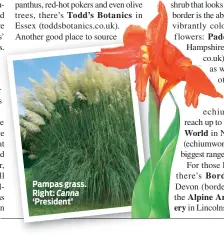  ??  ?? Pampas grass. Right: Canna ‘President’