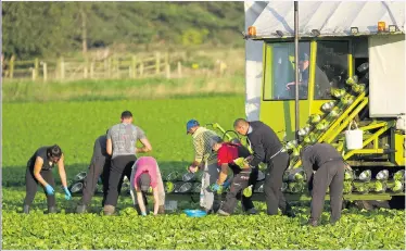  ??  ?? CHEAP LABOUR: Workers from the European Union picking lettuces in Lancashire