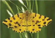  ??  ?? ABOVE The twig-impersonat­ing buff-tip moth is a master of disguise; a greater horseshoe bat targets a moth for its supper; look for the day-flying speckled yellow moth in open woodland