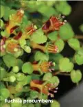  ??  ?? Fuchsia procumbens