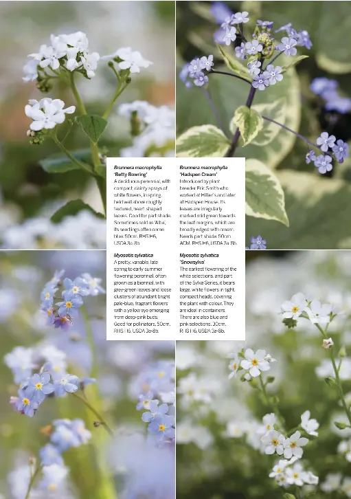 Forget Me Not Flowers Pressreader