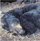  ??  ?? Long snooze: A black bear in winter