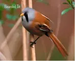  ??  ?? Bearded Tit