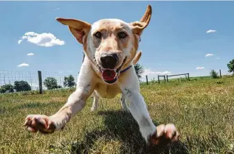  ?? Bonnie Jo Mount / Washington Post ?? Labrador retriever Dixie is one of the pups researcher­s at the University of Pennsylvan­ia are studying to see if canines have the ability and can be trained to sniff out diseases like COVID-19.