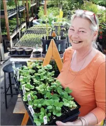  ?? JOE FRIES/Penticton Herald ?? Patti Lemare holds a flat of Ruby Anne strawberri­es, which she’ll have available for sale Saturday at the opening of the Penticton Farmers’ Market.